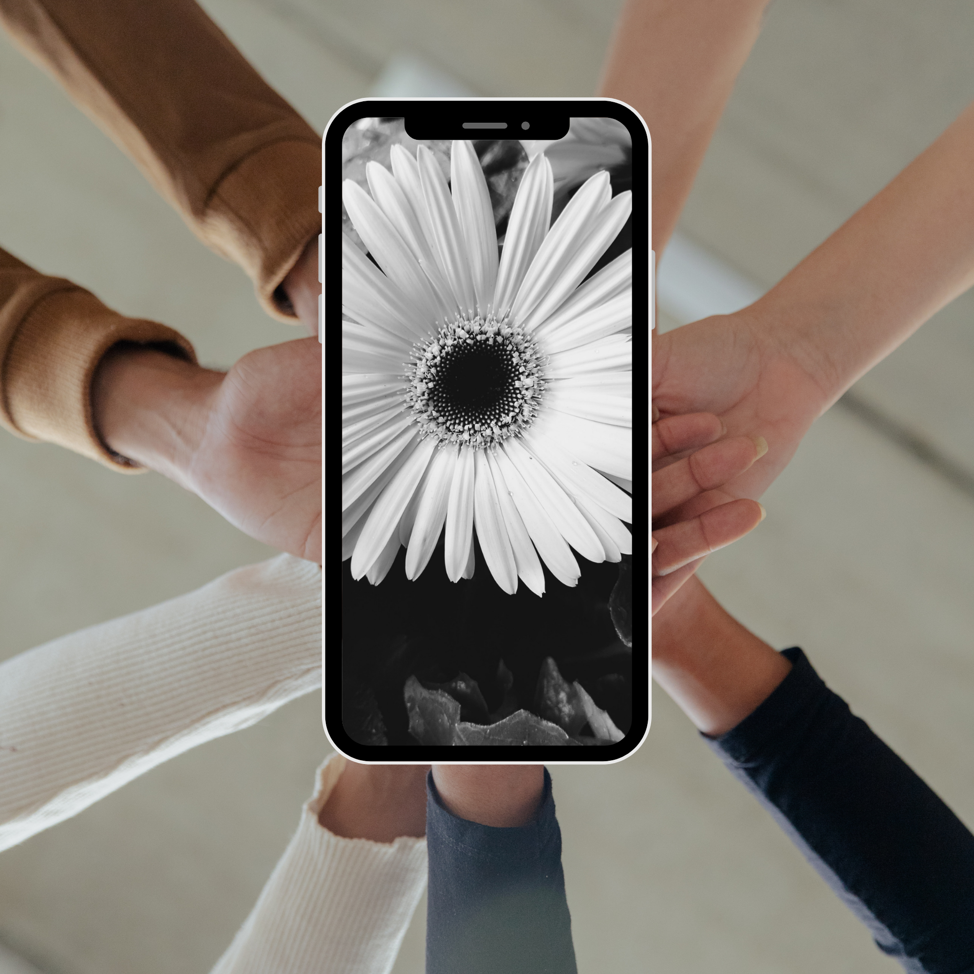 Daisy Phone Wallpaper